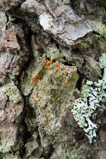 Caloplaca herbidella-2